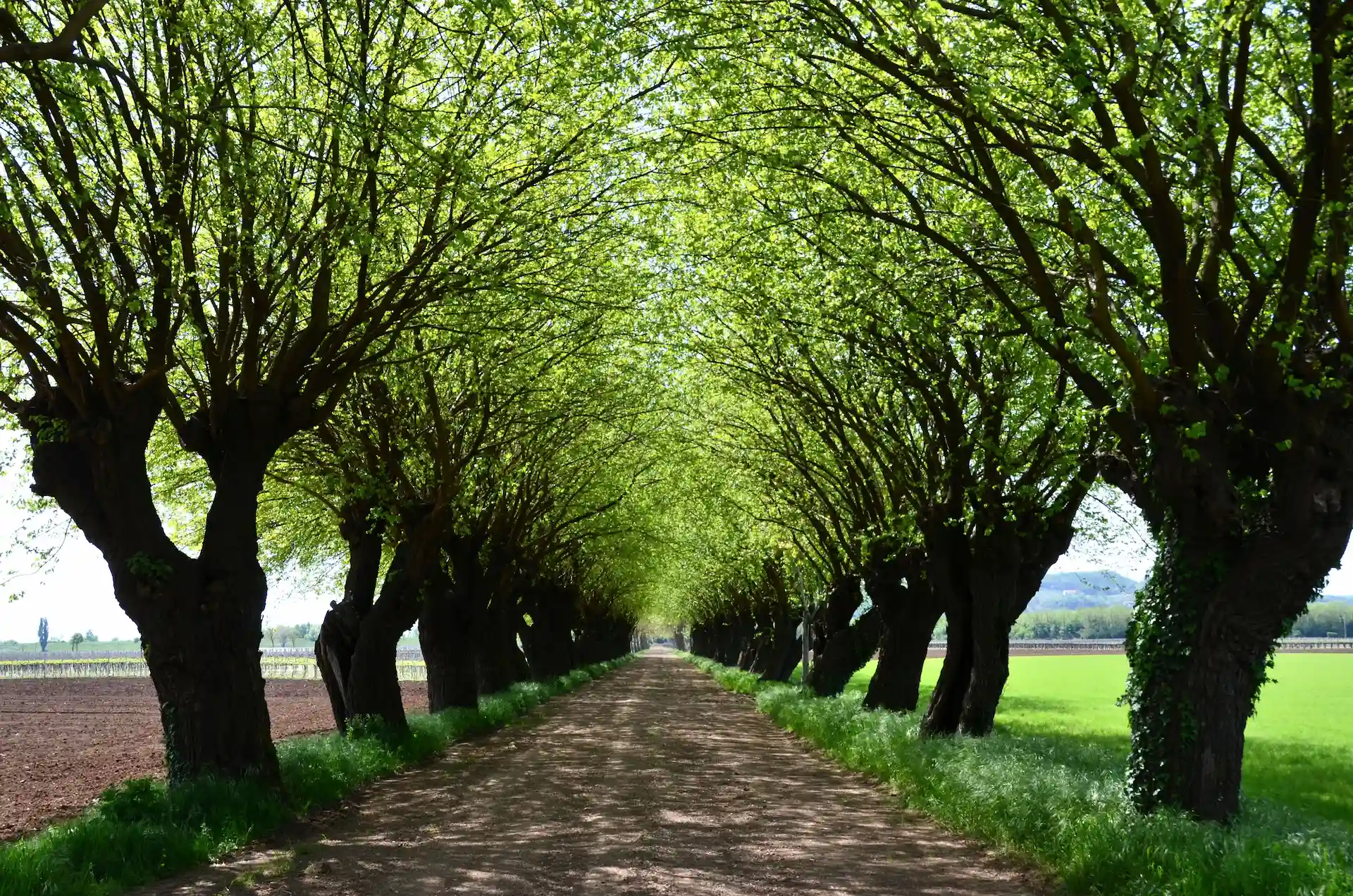 I gelsi in festa alla Gualda