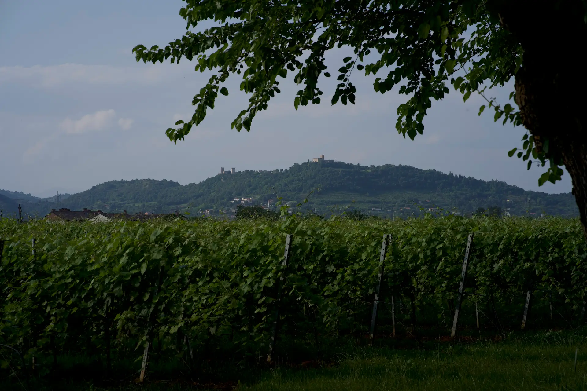 Villa La Gualda: tradizione e innovazione nell’agricoltura